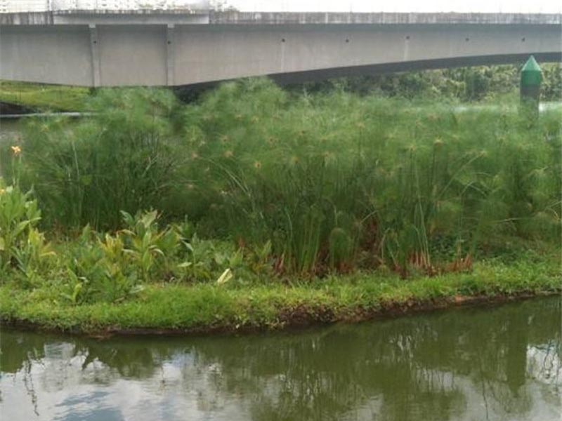 江阴秦泾河水生态修复浮动湿地安装项目